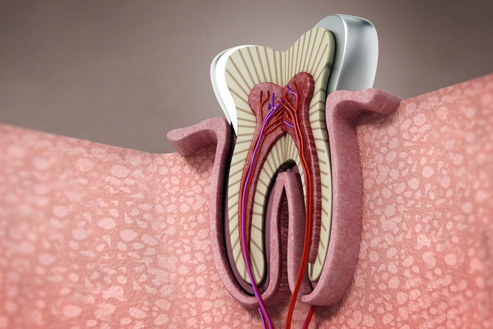 3D structure of a human tooth