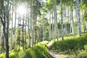 A beautiful summer hiking trail through an Aspen Tree grove