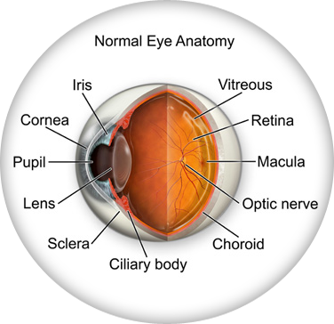Normal eye anatomy