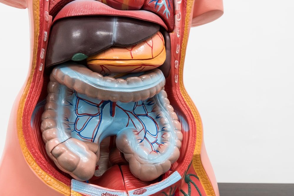 Human Internal organs dummy