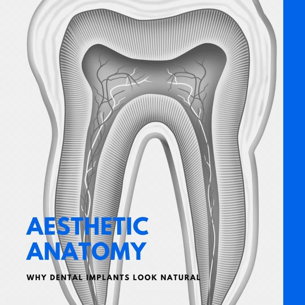 Tooth model - Aesthetic Anatomy