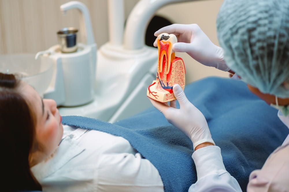 Doctor showing a model of a tooth explaining about a root canal.Dentist tools and equipment