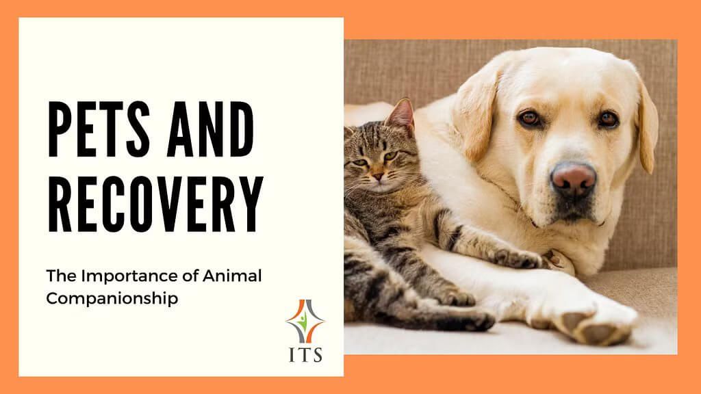 The Importance of Pets in Recovery