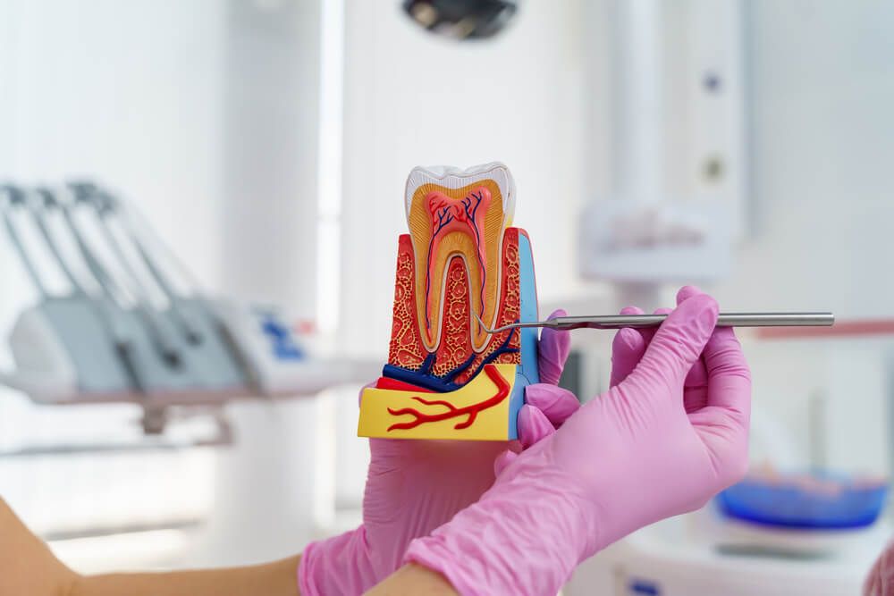 Model of artificial jaw with teeth in hands