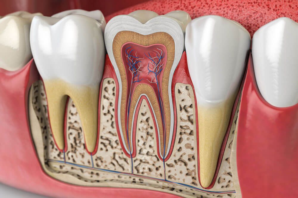 Cross section of human tooth. 3d illustration