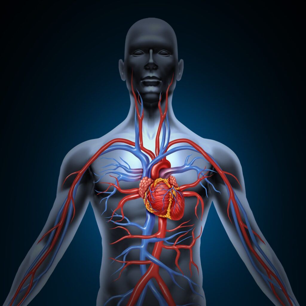 Human circulation cardiovascular system with heart