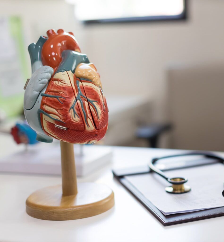 Human heart plastic model